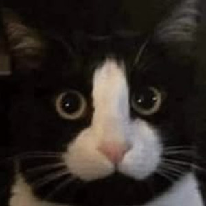 TIL FURTHER NOTICE (slowed)