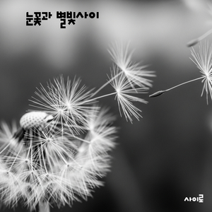 민들레꽃에 내려앉은 너