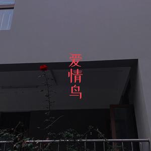 爱情鸟