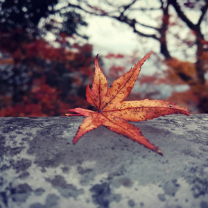 月紅葉