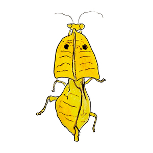 Life Like Deroplatys