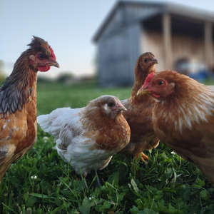 Say the Name of the Chicken That You Think Laid the Egg That You're Eating