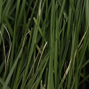 使君大保底之歌1.0.wav