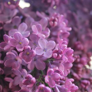 治愈浪漫花店轻音（八音盒）