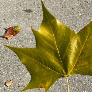 父亲写的散文诗