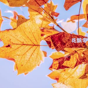 红酥手 (南萧曲)