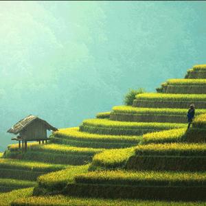 Hillside