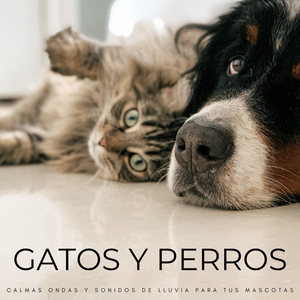Maullidos y Ladridos