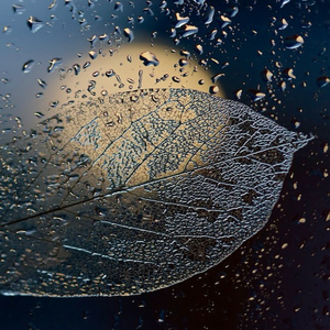 Silken (Rain)
