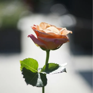 云边的风筝 周深