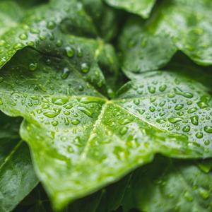 安神静心的睡前仪式（钢片琴）