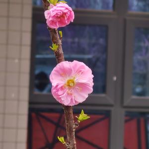 撒野(翻唱自凯瑟喵）