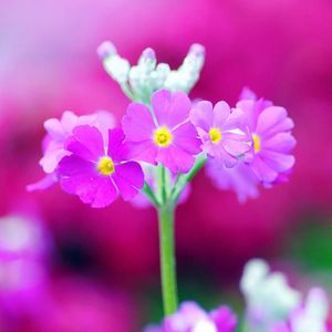 樱花草(cover Sweety)