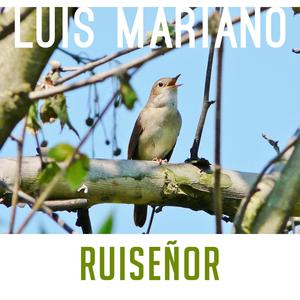 Ruiseñor