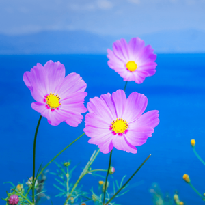 不一样的态度，不一样的人生