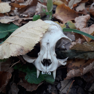 Пограничник