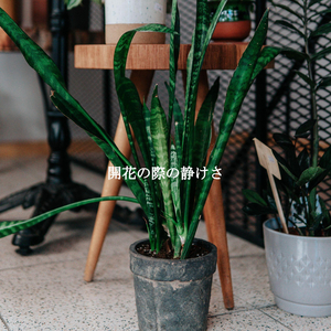 Calm Music for Cooling Off