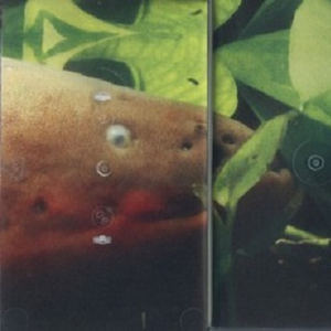 Nectarine (Extended)