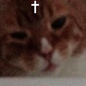 L O R D L O R E N Z O (U M 4 S T E R E D)