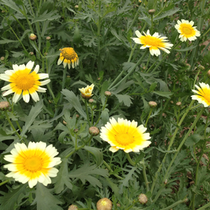 公鸡母鸡和小鸡