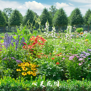 禅意绵绵 (采耳)