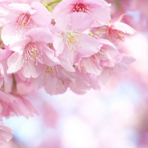 紫云阁4-上配乐版