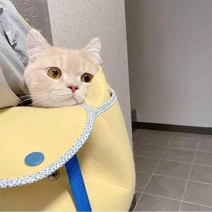 琴键上的泪（翻自 黄勇深）