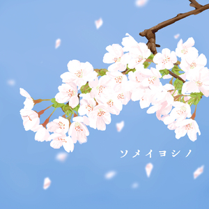 ソメイヨシノ