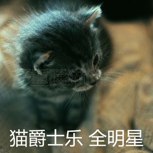 微妙的小猫心情