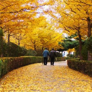 风居住的街道（钢琴）