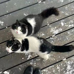 白山茶（Cover阿泱）