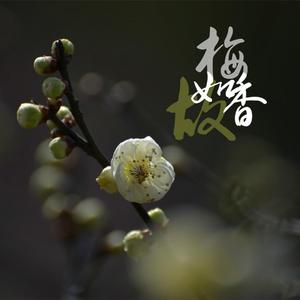 梅香如故（翻自 毛不易）