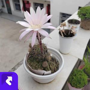 晨曦下破碎的梦 (现场)