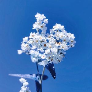 [Free]'花碎花'Pt.2-beat×EMOtype