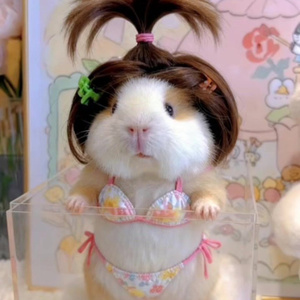 HAMSTER GECRACKED