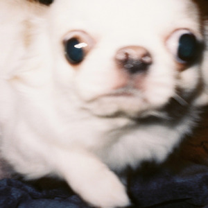 バグり (feat. kZm, Awich, PETZ, MonyHorse & JNKMN)