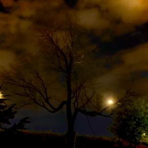 Fallen Angel (feat. Mark V, Forest, Koobs & Adam)