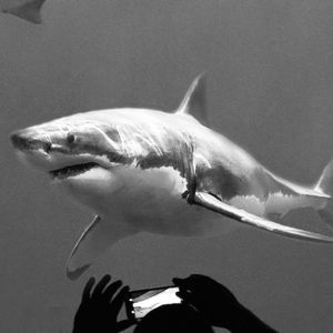 鲨士比亚（Prod By 9Zi）