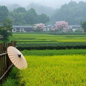 穀雨の空