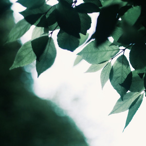 模范情书(翻自 高晓松)