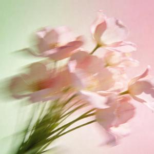 潇洒醉风行（一杯烈酒灌下喉）