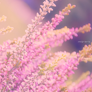 나의 봄이 되어줘