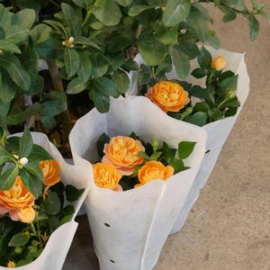 Bewitched, Bothered and Bewildered