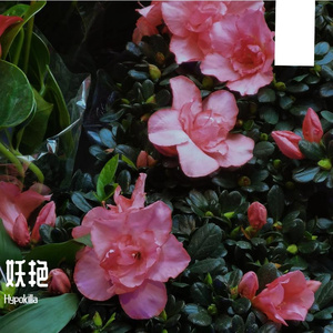 妖艳(Prod By Red killer)