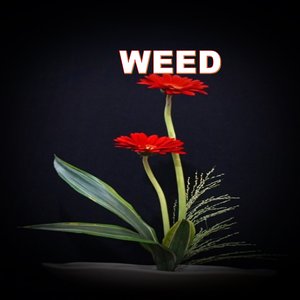 WEED