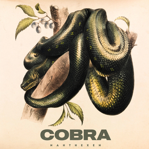 Cobra