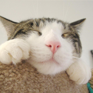 天使的翅膀（DJ热播版）