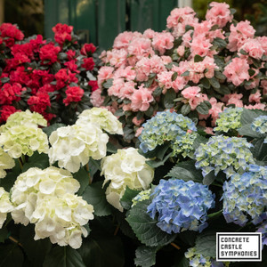 Hydrangea