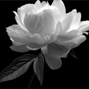 Ghaith_ba_the Dark Side "Machmoum"