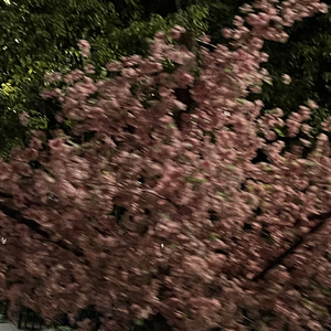 紫荆花（片段）prod.Yn1Jasper